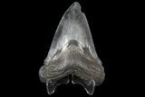 3.41" Fossil Megalodon Tooth - South Carolina - #130736-2